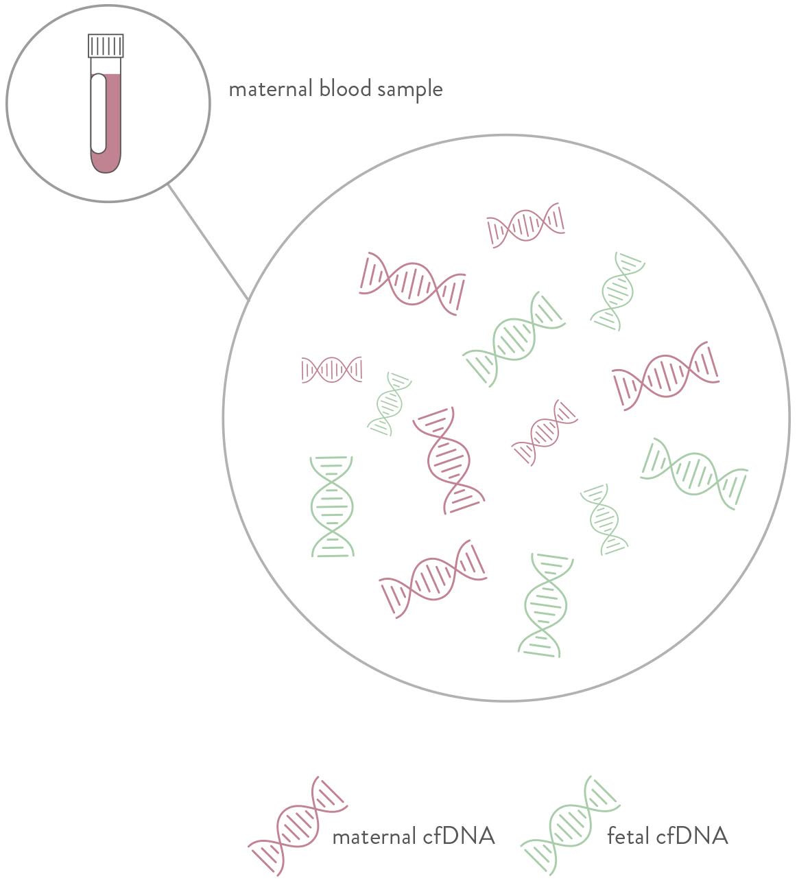 Diagram: a maternal blood sample contains both maternal and fetal cell-free DNA (cfDNA)